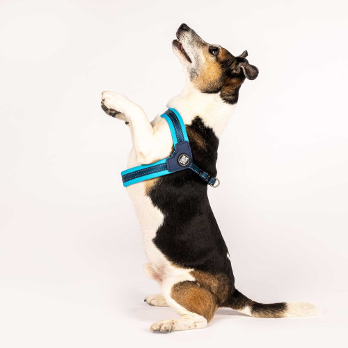 Шлея Q-Fit Harness - Matrix Sky Blue/XL