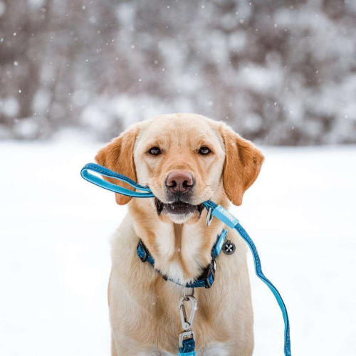 Поводок Multi-Function Leash - Matrix Sky Blue/M