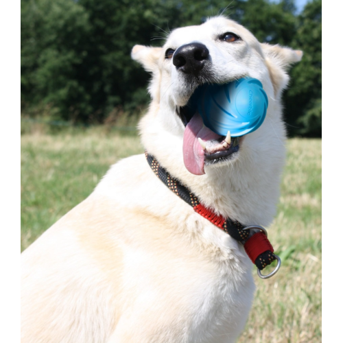 Cheerble Wicked Blue Ball Cyclone - Интерактивный мяч для собак, синий